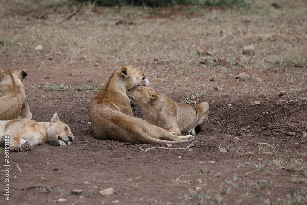 Lions Lions