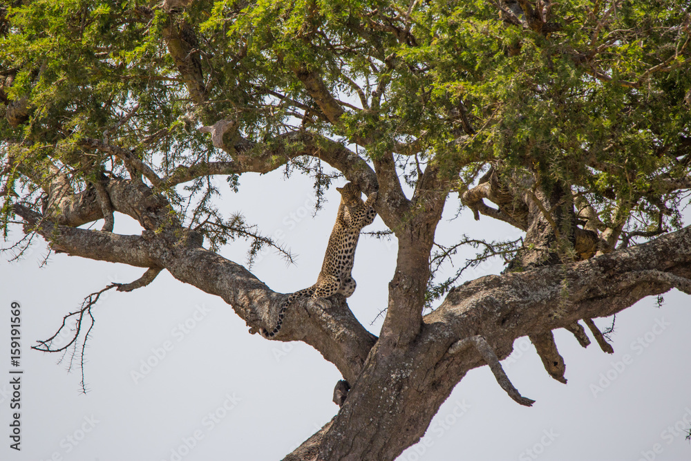 Fototapeta premium Leopard in tree