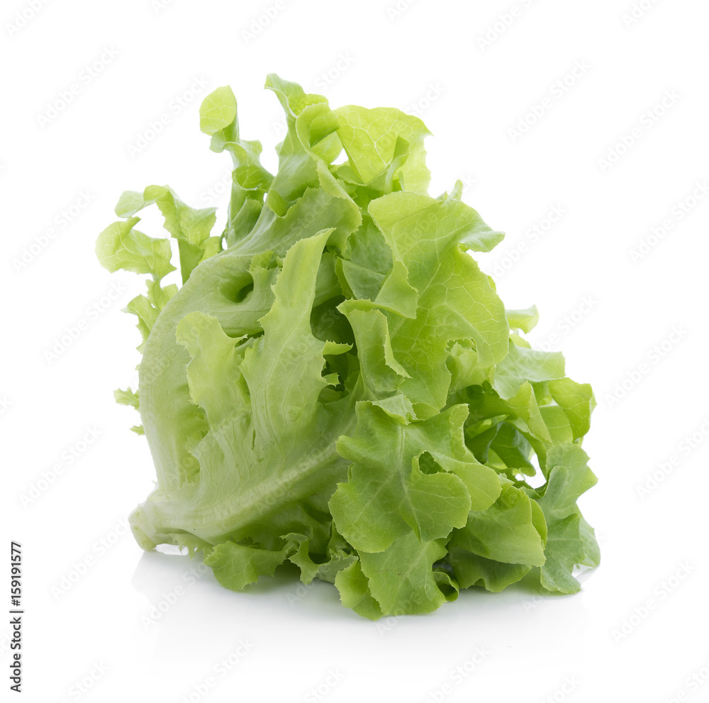 Green oak lettuce isolated on white background Green oak lettuce isolated on white background