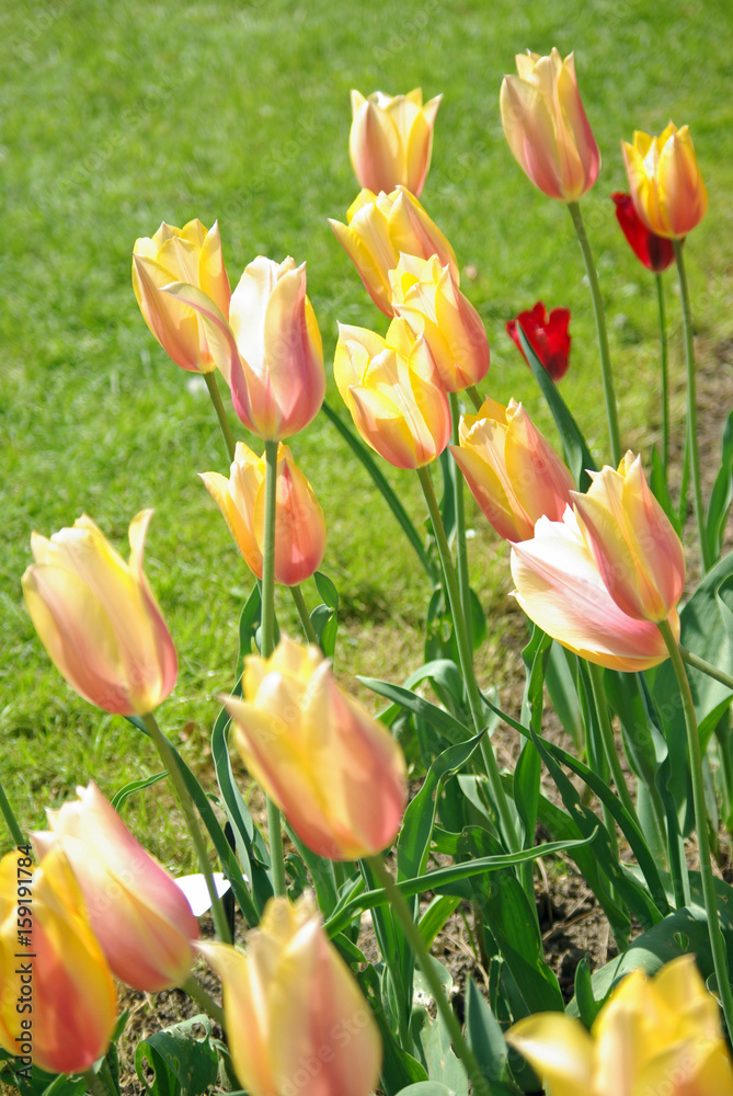 Tulipes jaune et rose au printemps au jardin Tulipes jaune et rose au printemps au jardin