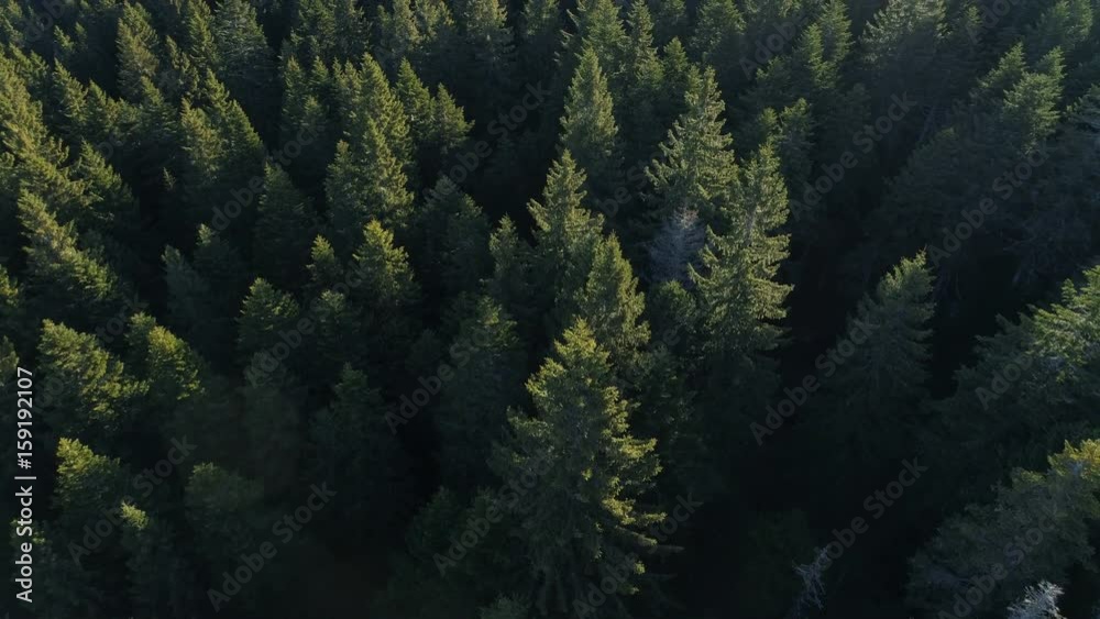 Aerial view of spruce forest in Montenegro