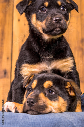 Puppy Lookout © Tyson