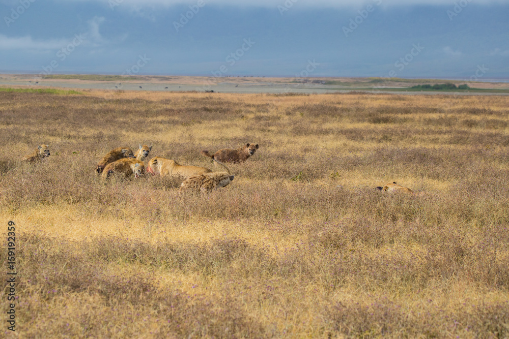Naklejka premium Lions fightin hyenas