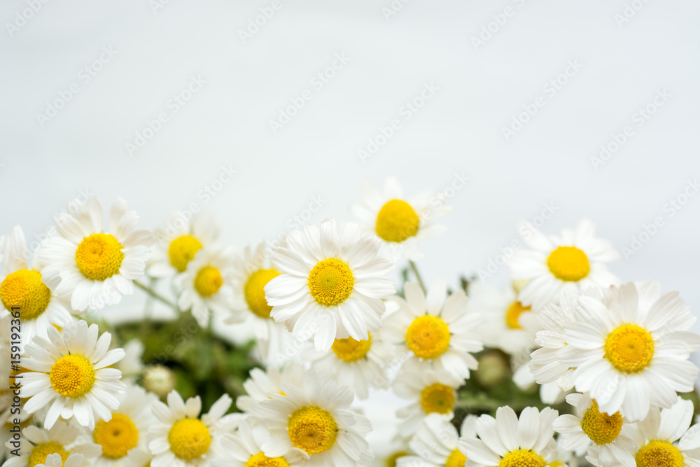 Obraz premium Chamomile or camomile flowers on white background. 