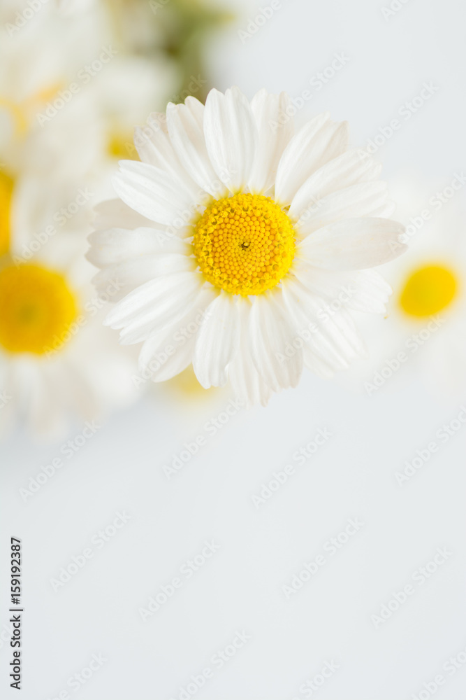 Obraz premium Chamomile or camomile flowers on white background. 