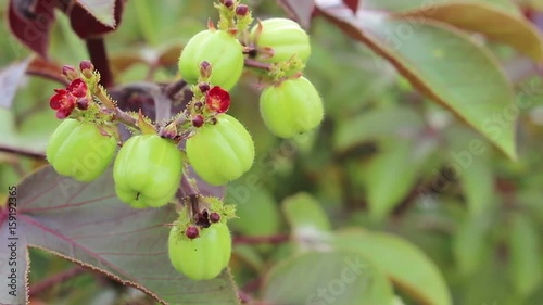 Jatropha fruit for distill bio diesel photo