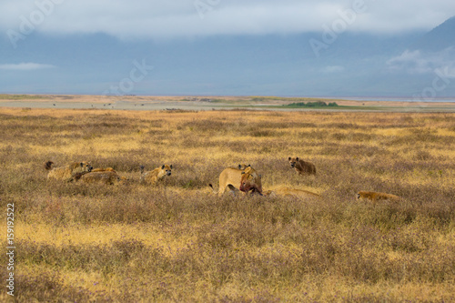 Lions fighting hyenas © Janne