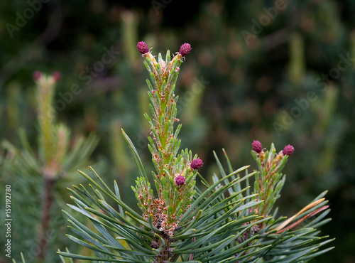 Russia, spring. The miracles that we don't notice...  Scotch pine, (Pinus sylvestris Watereri), blooming female cone