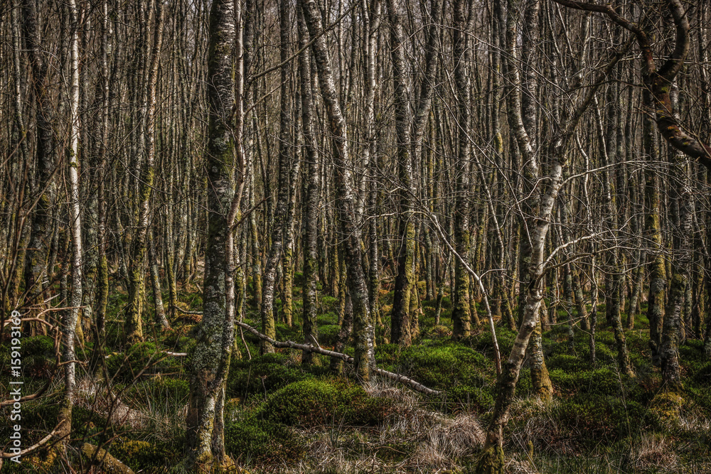 Fototapeta premium Wicklow Mountains, Ireland