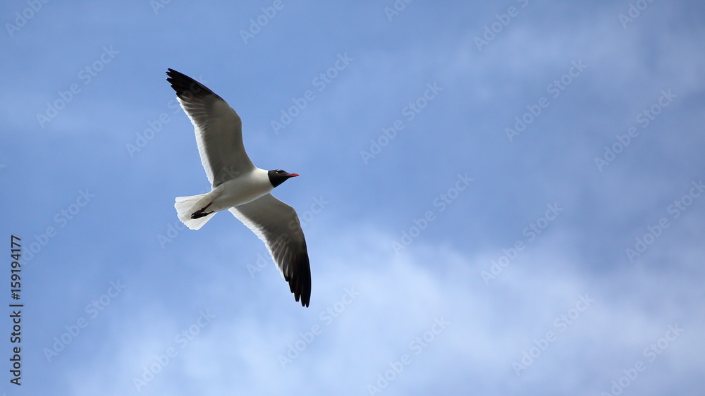 Obraz premium Seagull with wings spread against a blue sky