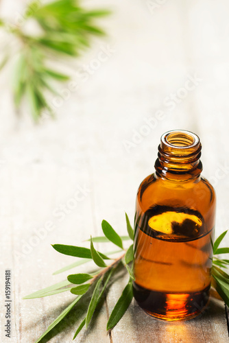 tea tree oil in the amber glass bottle and fresh tea tree leaves