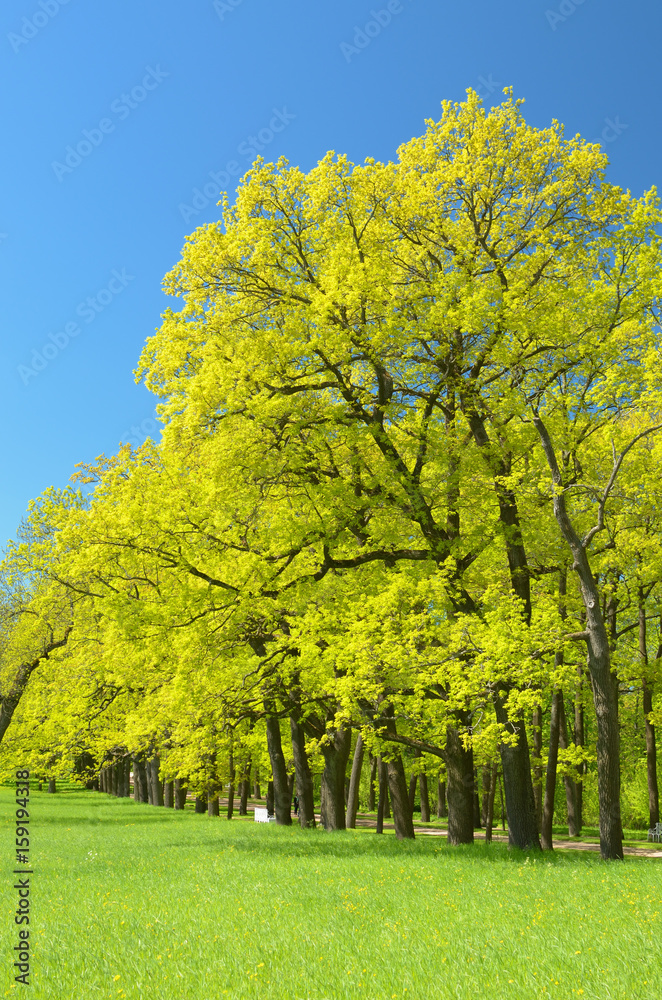 The natural landscape in the spring.