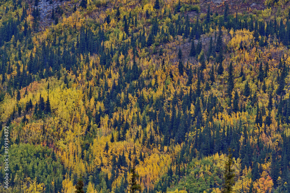 Autumn season brings brilliant color to Glenn Highway Autumn season brings brilliant color to Glenn Highway
