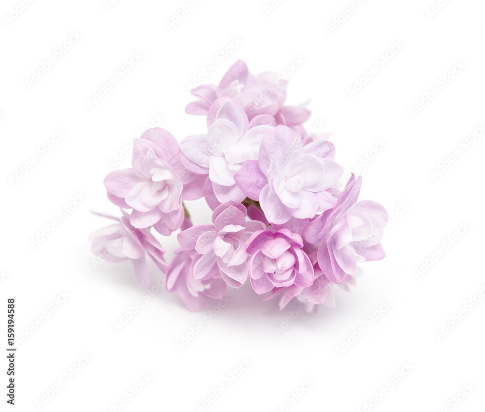 Fototapeta premium lilac