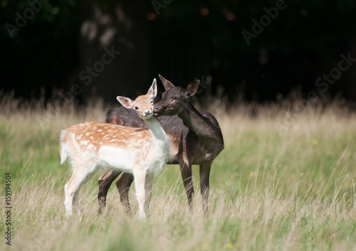 Fototapeta Naklejka Na Ścianę i Meble -  Two Fallow Deer enjoying each others company