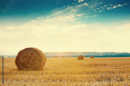 Round straw bales in russian fields