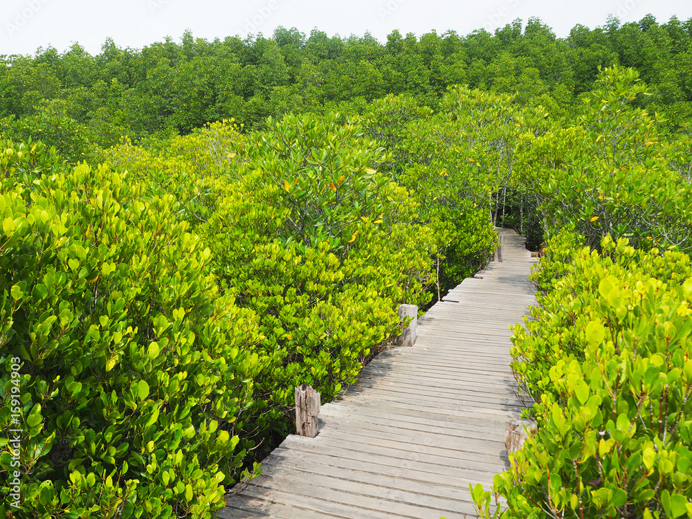 Small wooden walkway A passage into the woods Around the wooden walkway have the trees are bright colors. Small wooden walkway A passage into the woods Around the wooden walkway have the trees are bright colors.