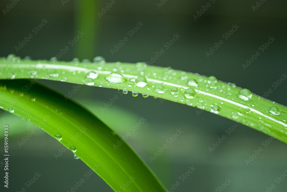 Schilfblatt mit Wassertropfen, Nahaufnahme, Phragmites australis Schilfblatt mit Wassertropfen, Nahaufnahme, Phragmites australis