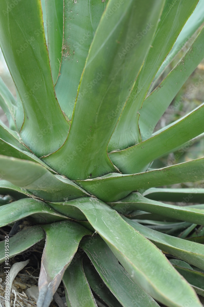 Obraz premium Sukulente