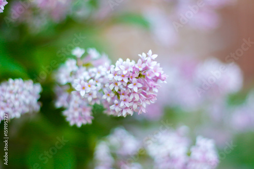 The lilac flowers. Closeup