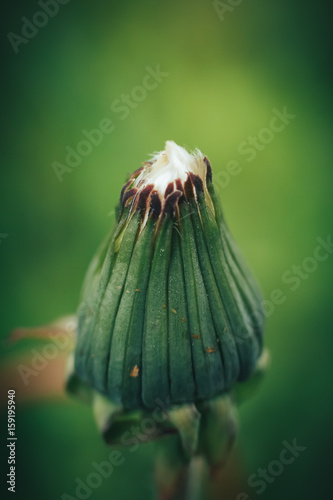 Closed Bud of a dandelion. White dandelion nature, dandelion macro wallpaper photo