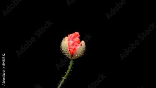 Time lapse of opening wild poppy flower on pure black background