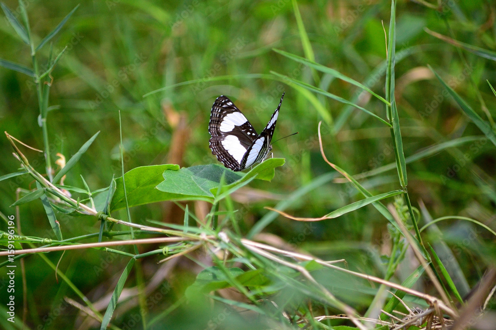 Common Sailor Butterfly (Neptis laeta) Common Sailor Butterfly (Neptis laeta)
