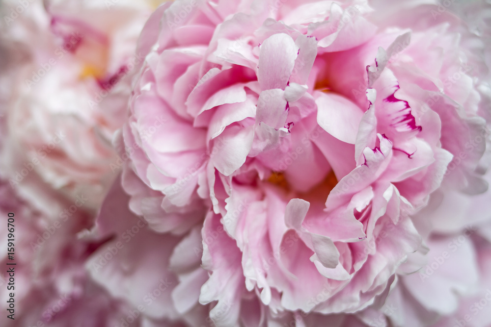 Bright pink delicate bouquet of opened fragrant peony flowers.