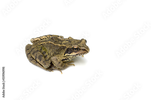 Common English Wild Frog on White Background