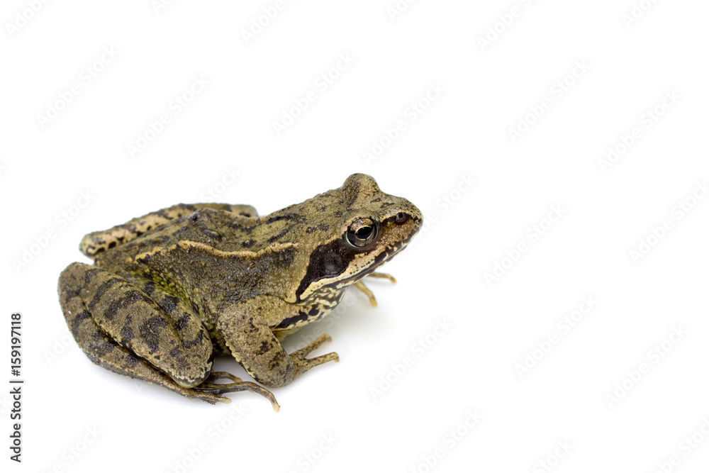 Fototapeta premium Common English Wild Frog on White Background