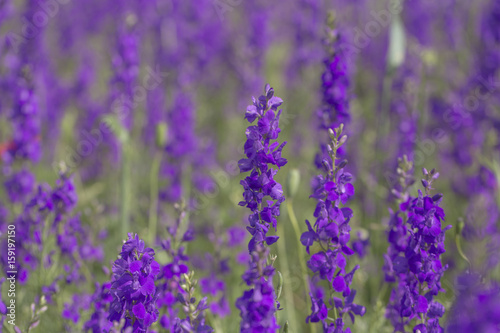 Violet flowers in the meadow.