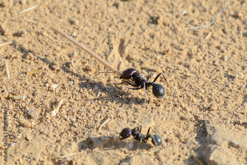 Working ant Working ant