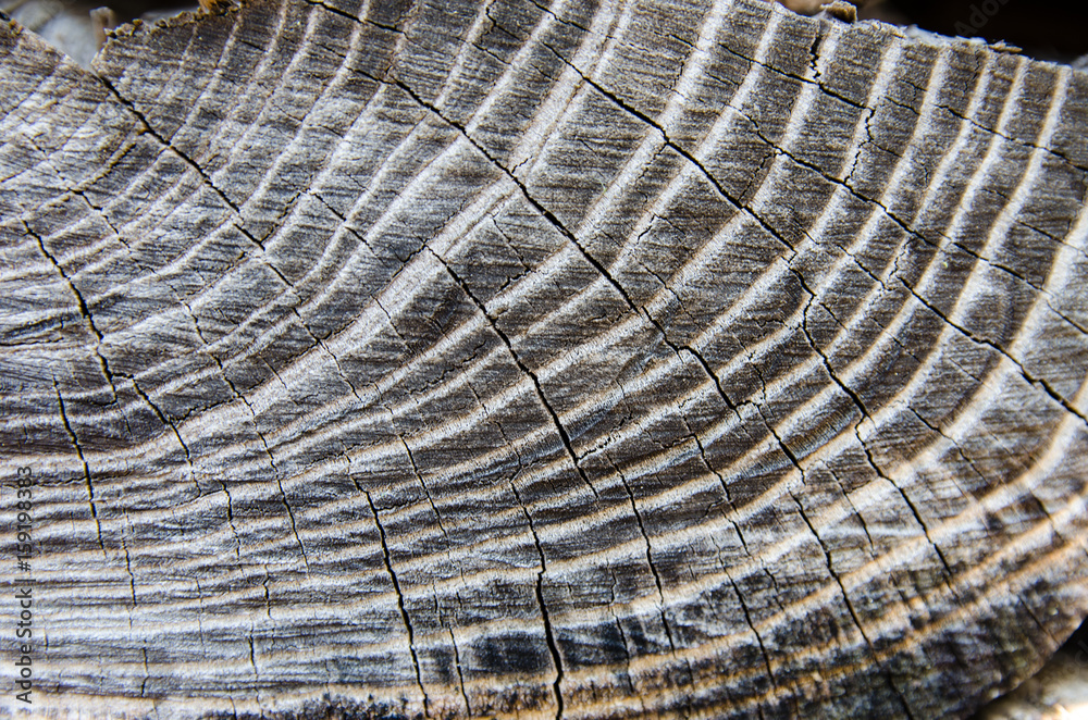 Fototapeta premium wood tree ring background