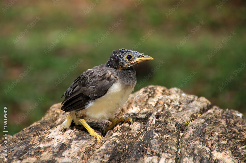 Fototapeta premium Little baby bird which has fallen out of the nest, Guatemala, Central America