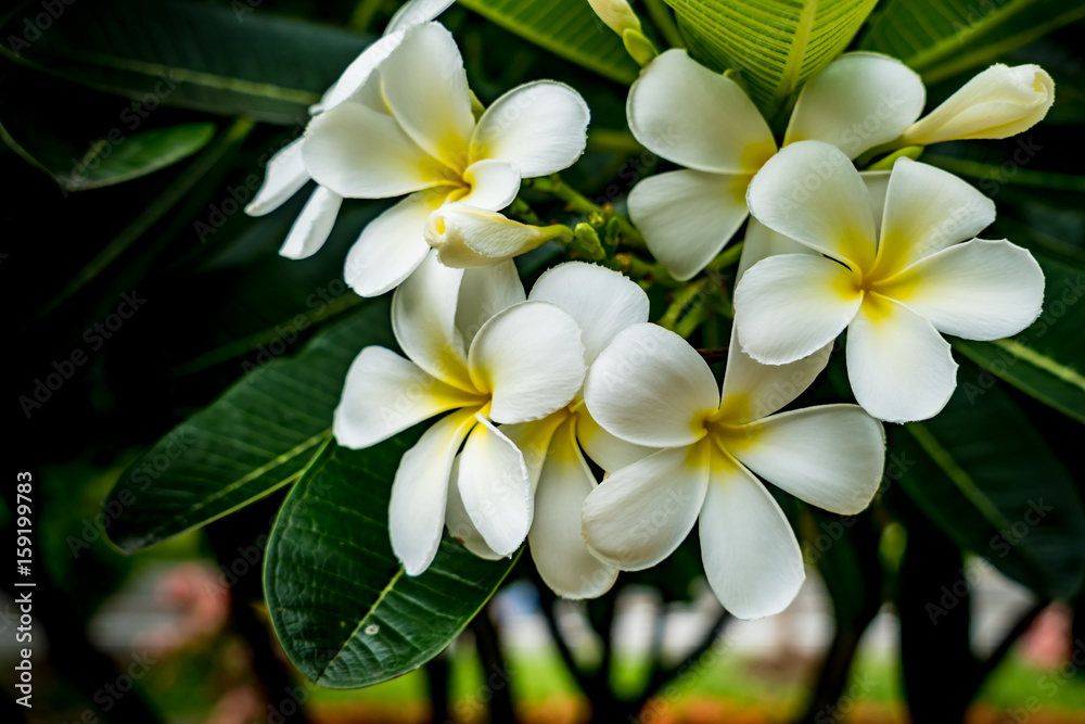 Naklejka premium Plumeria flower on blurred leaves background