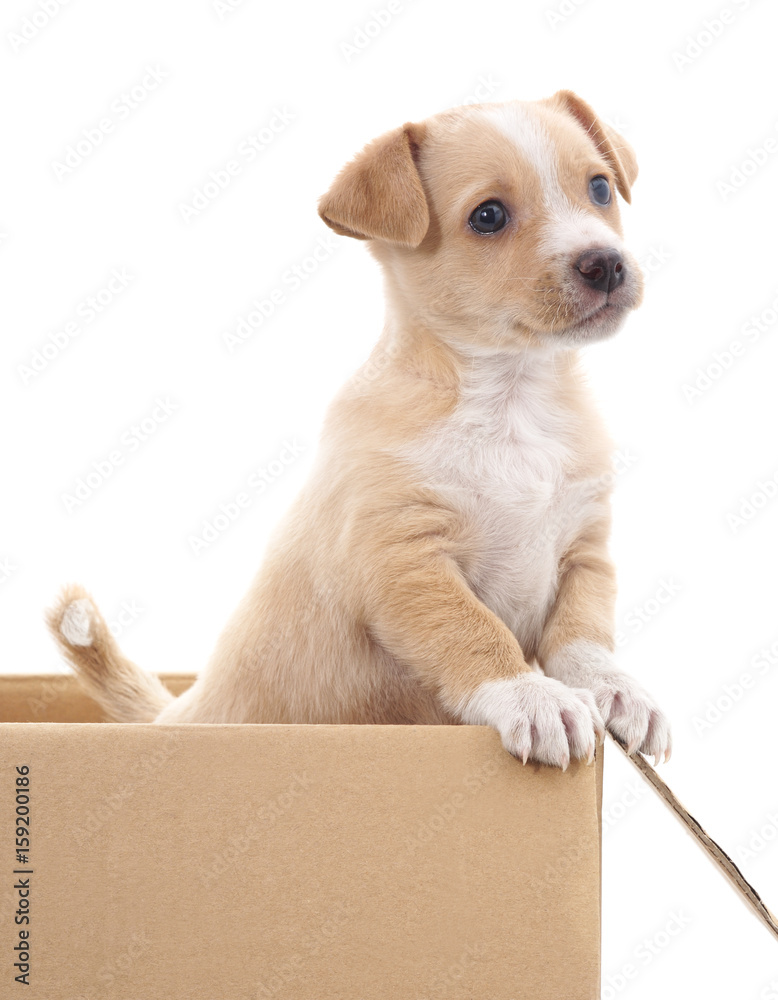 Fototapeta premium Brown puppy in a box.