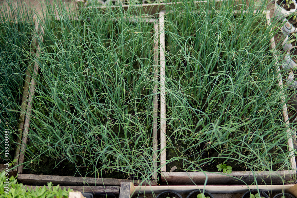 Fototapeta premium leeks growing inside of a greenhouse