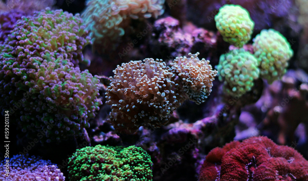 Fototapeta premium Euphyllia frogspawn lps coral