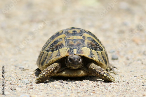Hermann's Tortoise, turtle on sand, testudo hermanni