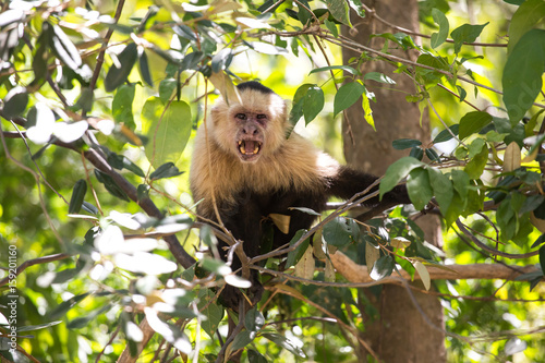 Very angry capuchin monkey in Costa Rica