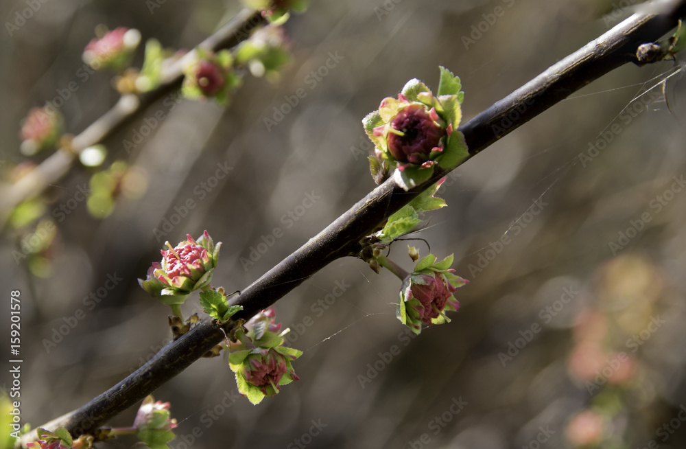 Buds of prunus triloba