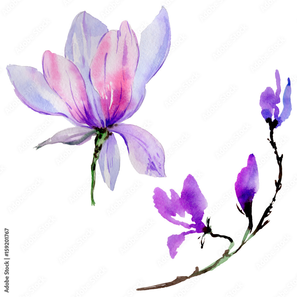 Wildflower magnolia flower in a watercolor style isolated.