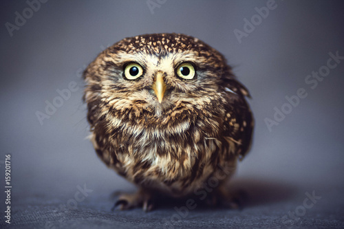 Portrait of a wild owl on the background