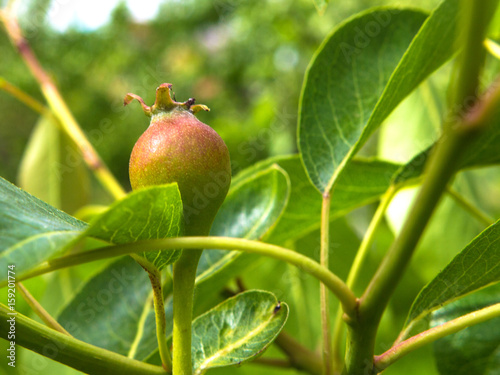 Young unripe fruit pears on tree branches with leaves concept of gardening and farming