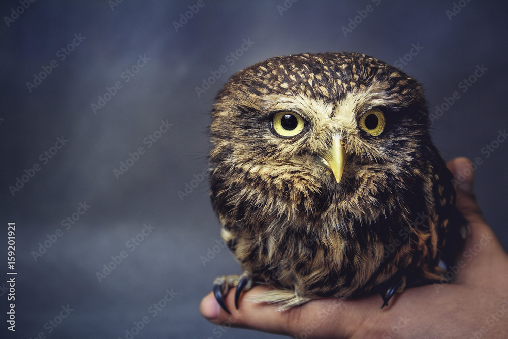 Fototapeta premium portrait of a tamed owl on the arm