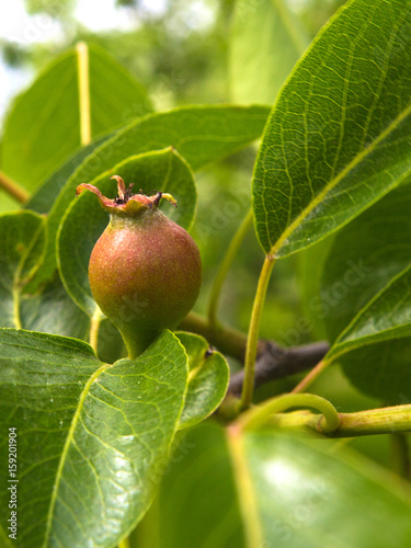 Young unripe fruit pears on tree branches with leaves concept of gardening and farming