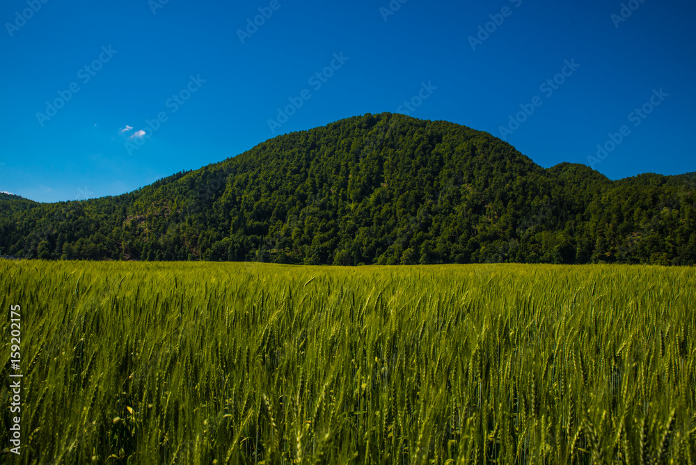 View trough the wheat field on a hill under the blue sky