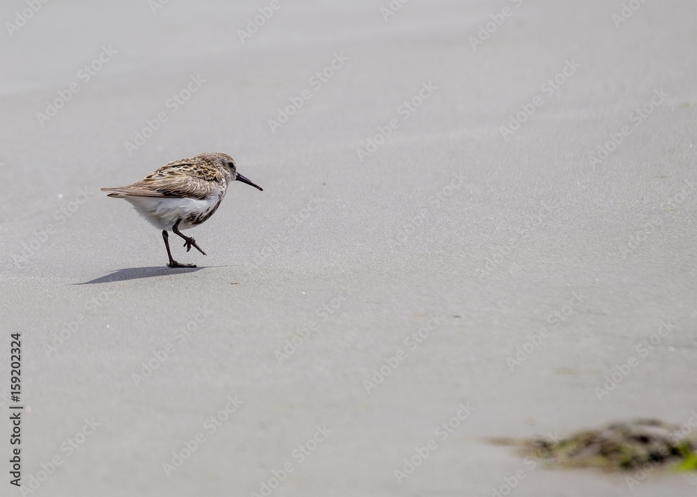 Dunlin (Calidris alpina) Dunlin (Calidris alpina)
