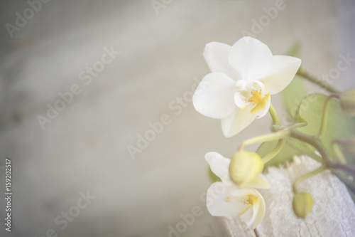 Orchidee, Orchideenblüten mit Freiraum zum Beschreiben