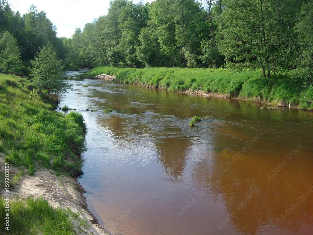 Forest river in summer Forest river in summer
